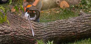 Best Tree Mulching  in Valrico, FL