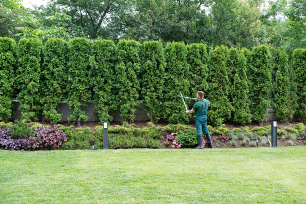 Best Lawn Pest Prevention  in Valrico, FL