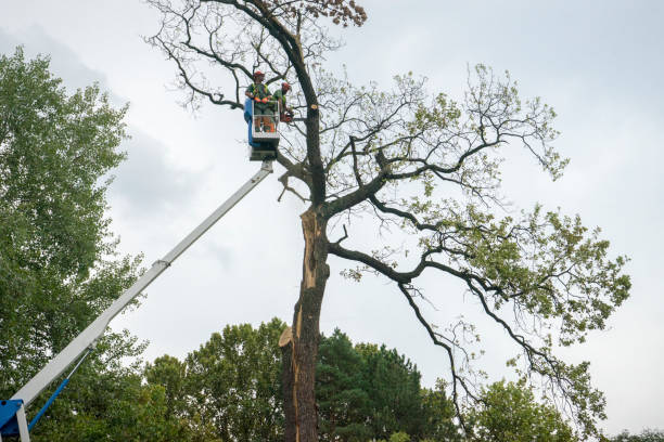 Best Emergency Tree Removal  in Valrico, FL