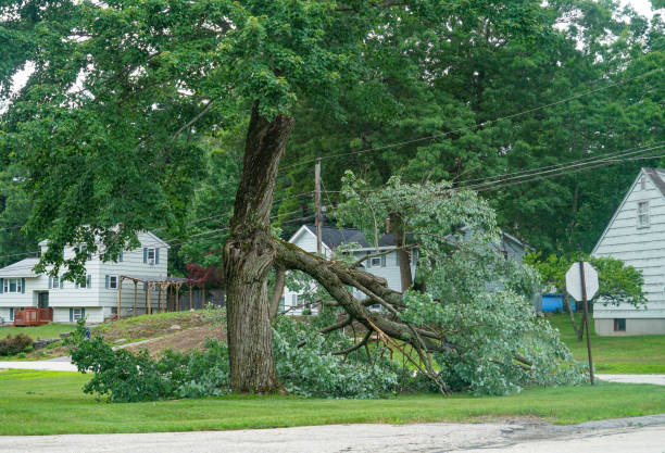 Best Tree and Shrub Care  in Valrico, FL