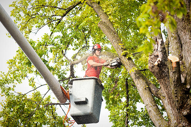 Best Aeration Services  in Valrico, FL